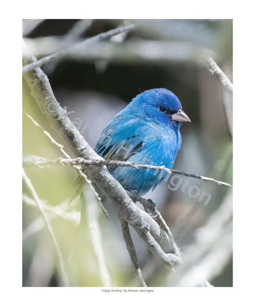 Indigo Bunting Giclee Print on Paper