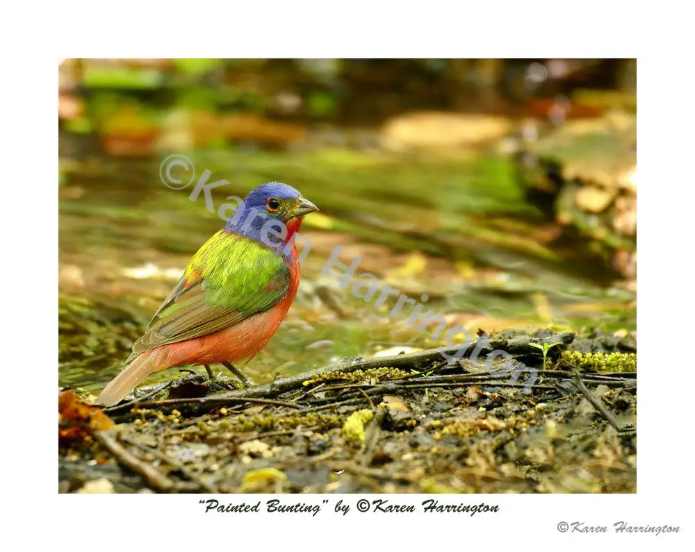 ’Painted Bunting’ Photograph by Karen Harrington