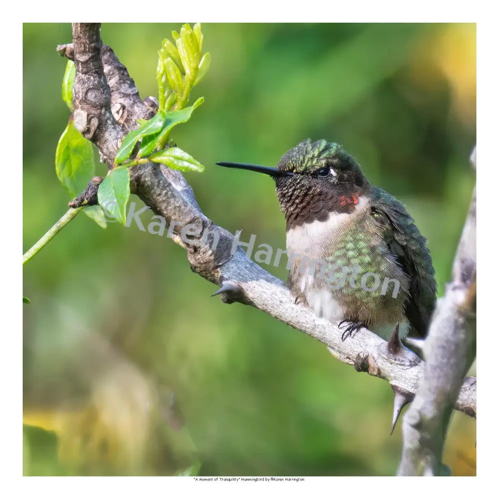 ’A Moment of Tranquility’ Ruby-throated Hummingbird Photograph by Karen Harrington