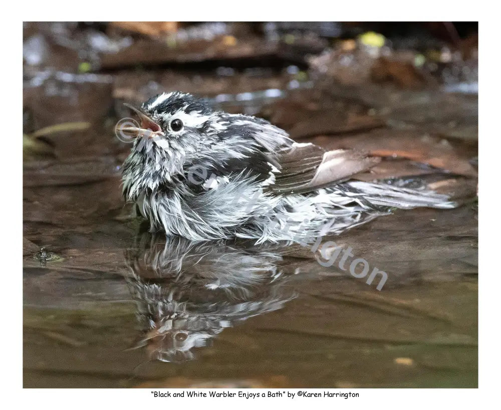 ’Black and White Warbler Enjoys a Bath’ Photograph by Karen Harrington