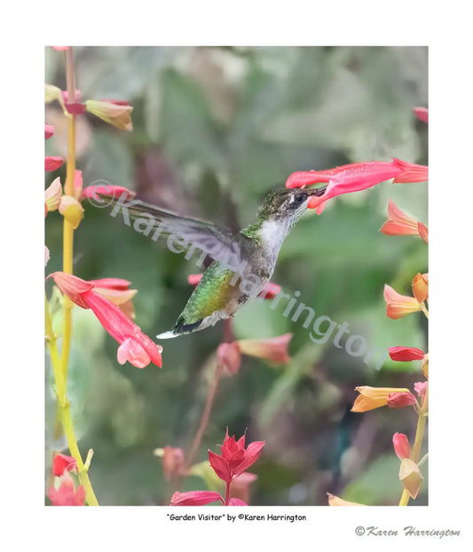 ’ Giclee Print on Paper