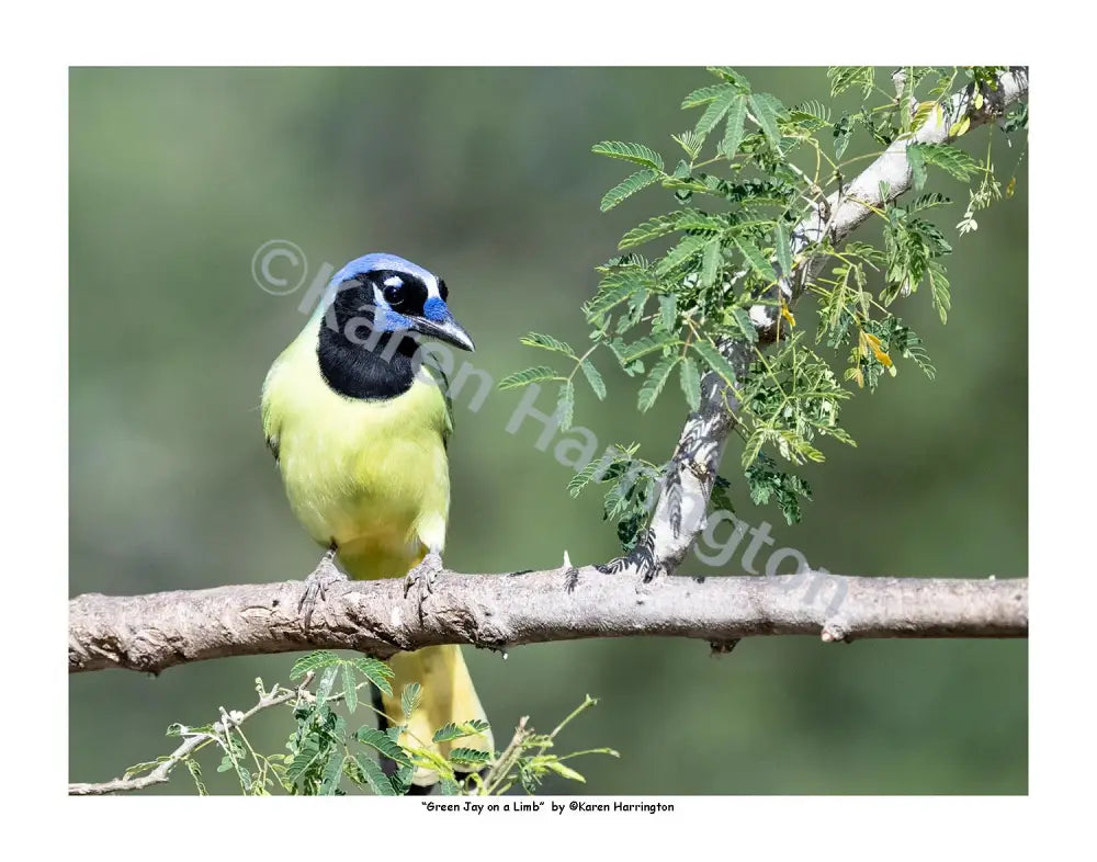 ’Green Jay on a Limb’ Photograph by Karen Harrington