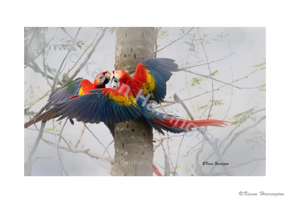 ’Misty Morning McCaws’ Photograph by Karen Harrington