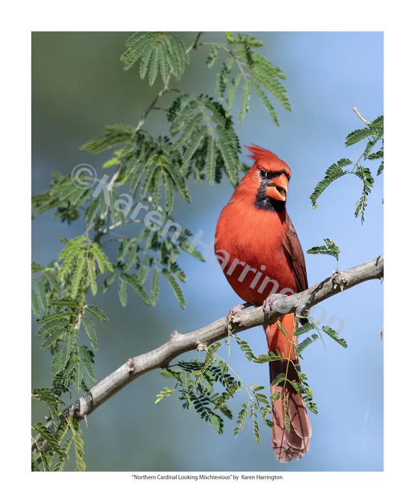 ’Northern Cardinal’ Photograph by Karen Harrington