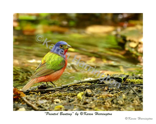’Painted Bunting’ Photograph by Karen Harrington