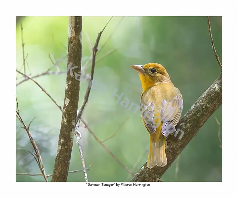 ’Summer Tanager’ Photograph by Karen Harrington